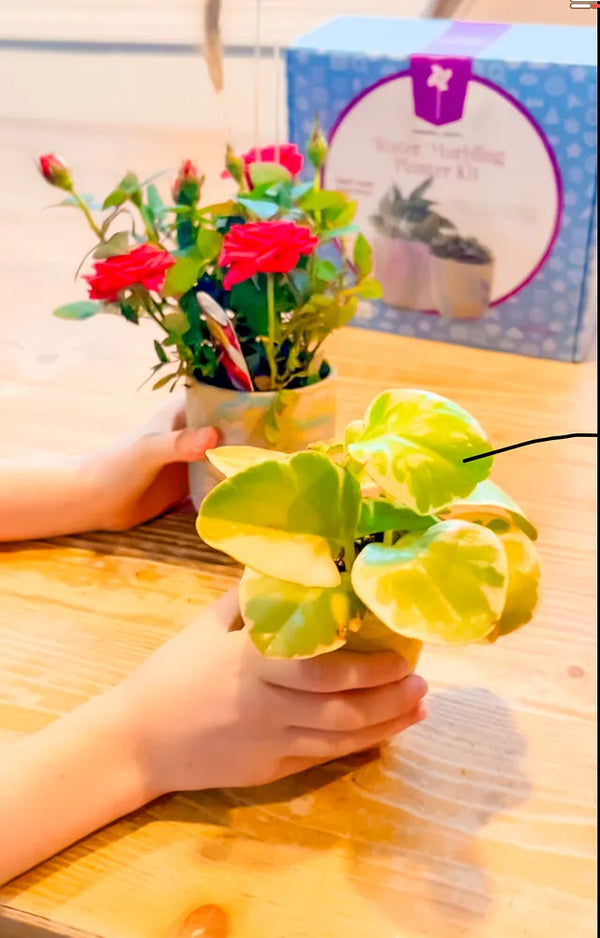 A child's hands holding two marbled pots planted with red roses and a pothos, the kit box behind